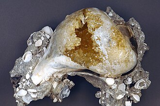 Coquina specimen: white and tan sedimentary rock