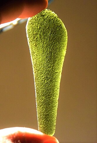 Moldavite specimen: forest green and olive green gemstone