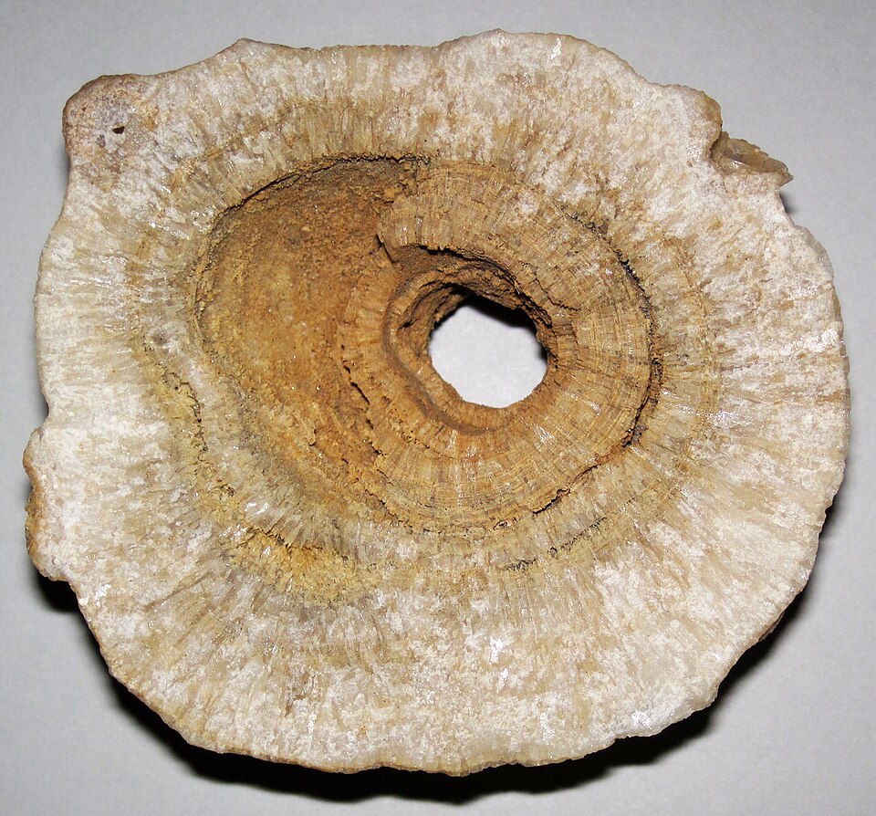 Travertine specimen: white and cream sedimentary rock